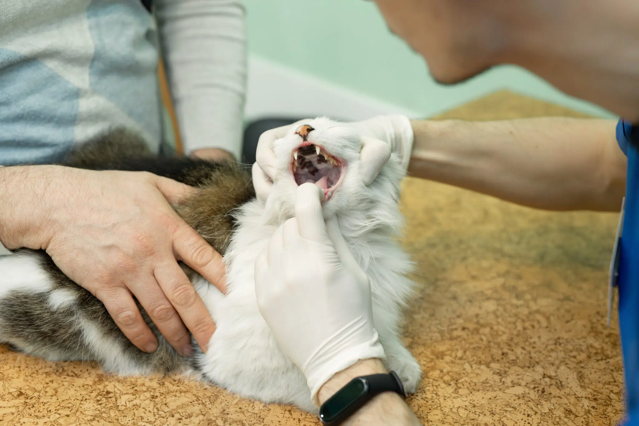 chat