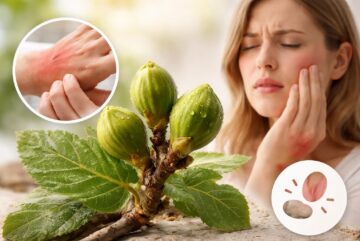 découvrez les effets secondaires potentiels des bourgeons de figuier et les précautions à prendre avant leur utilisation pour garantir une consommation sûre et efficace.